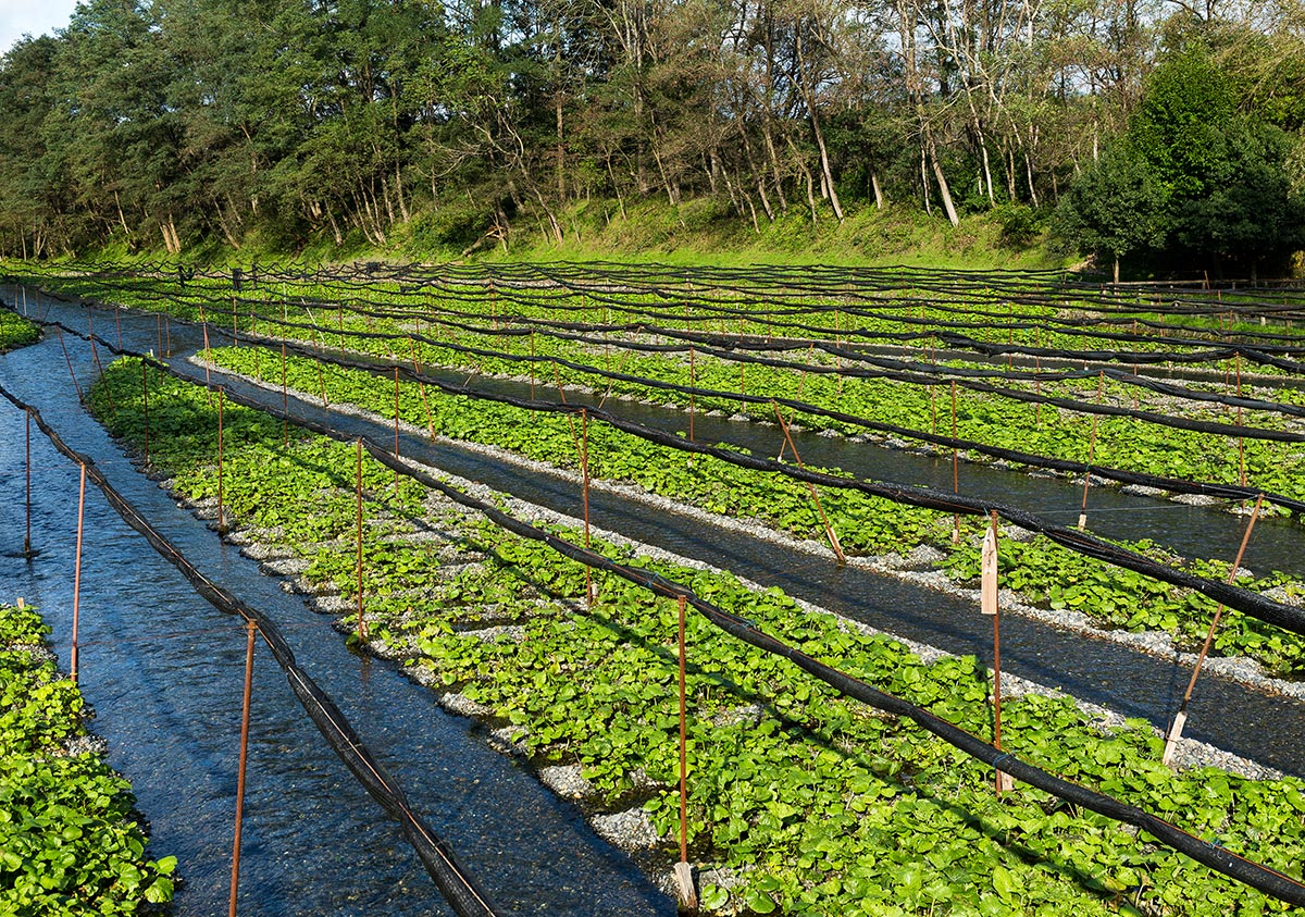 Wasabi farm in Japan