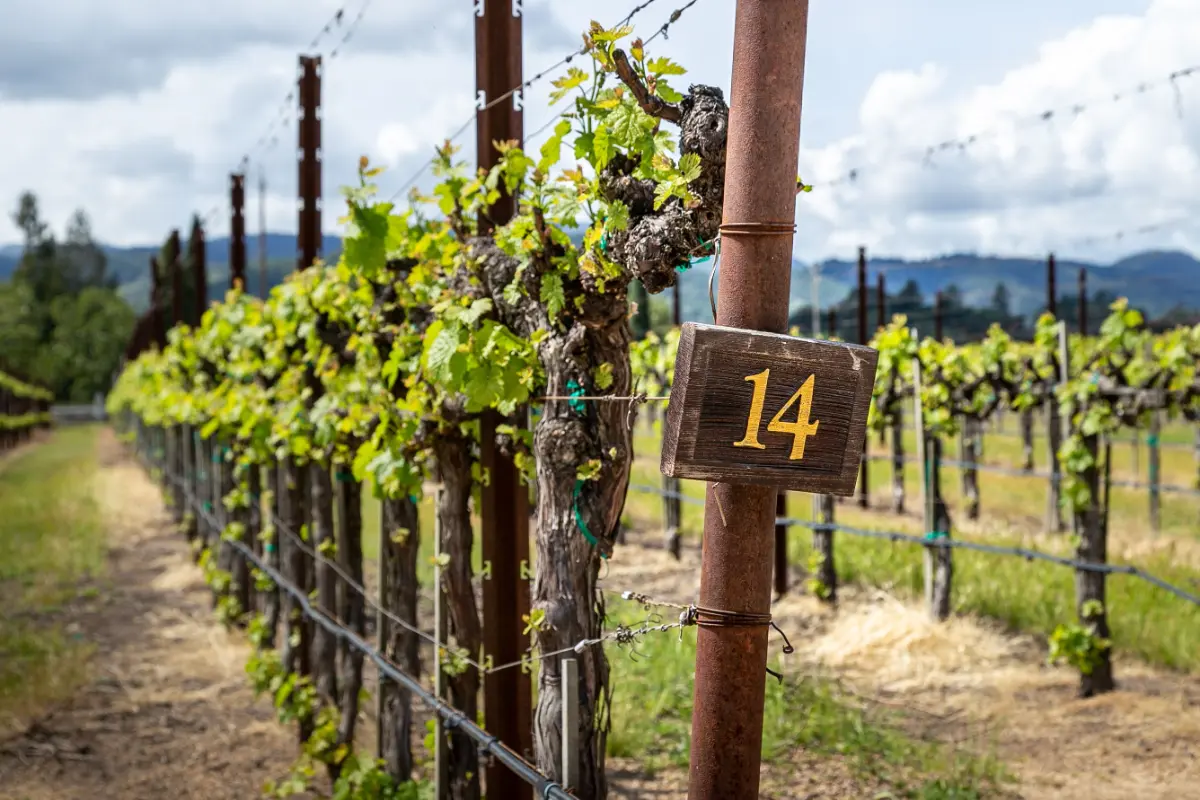 Chardonnay Grape Vines on a Vineyard in the Napa Valley, California, United States